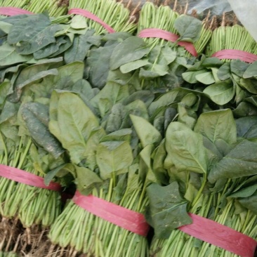 菠菜25~30厘米