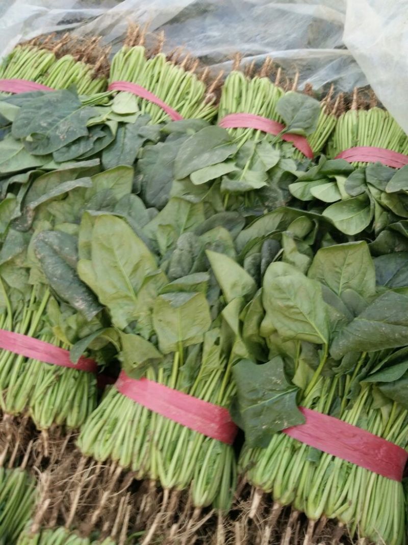 菠菜25~30厘米