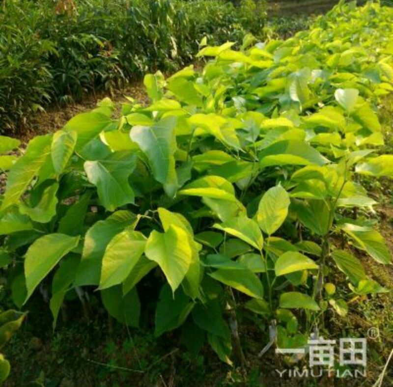 长果桑树苗80~100cm