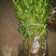 椪柑苗30~50cm