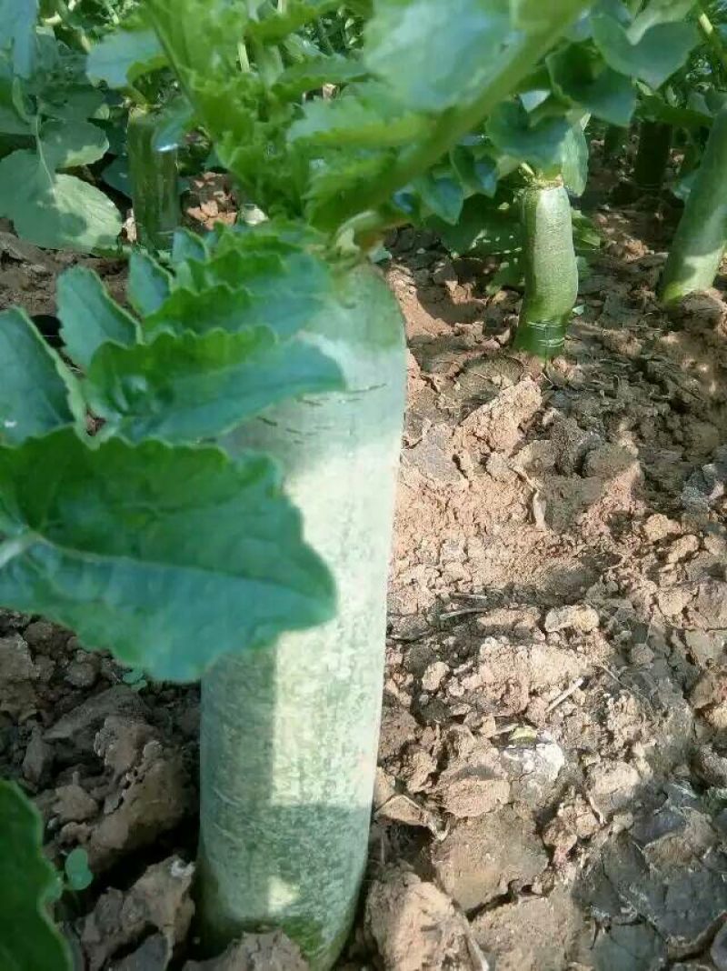 潍县青萝卜1~1.5斤起
