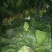 菠菜15~20厘米