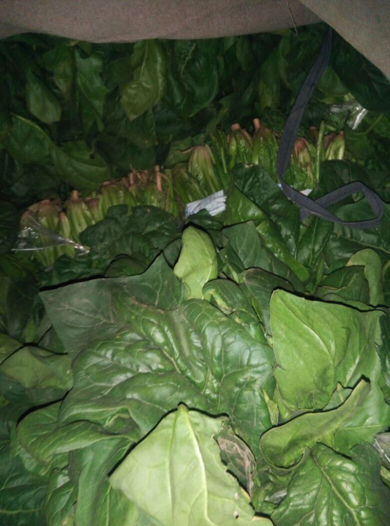 菠菜15~20厘米