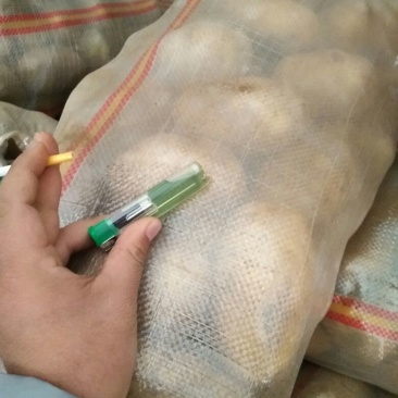 荷兰十五土豆3两以上