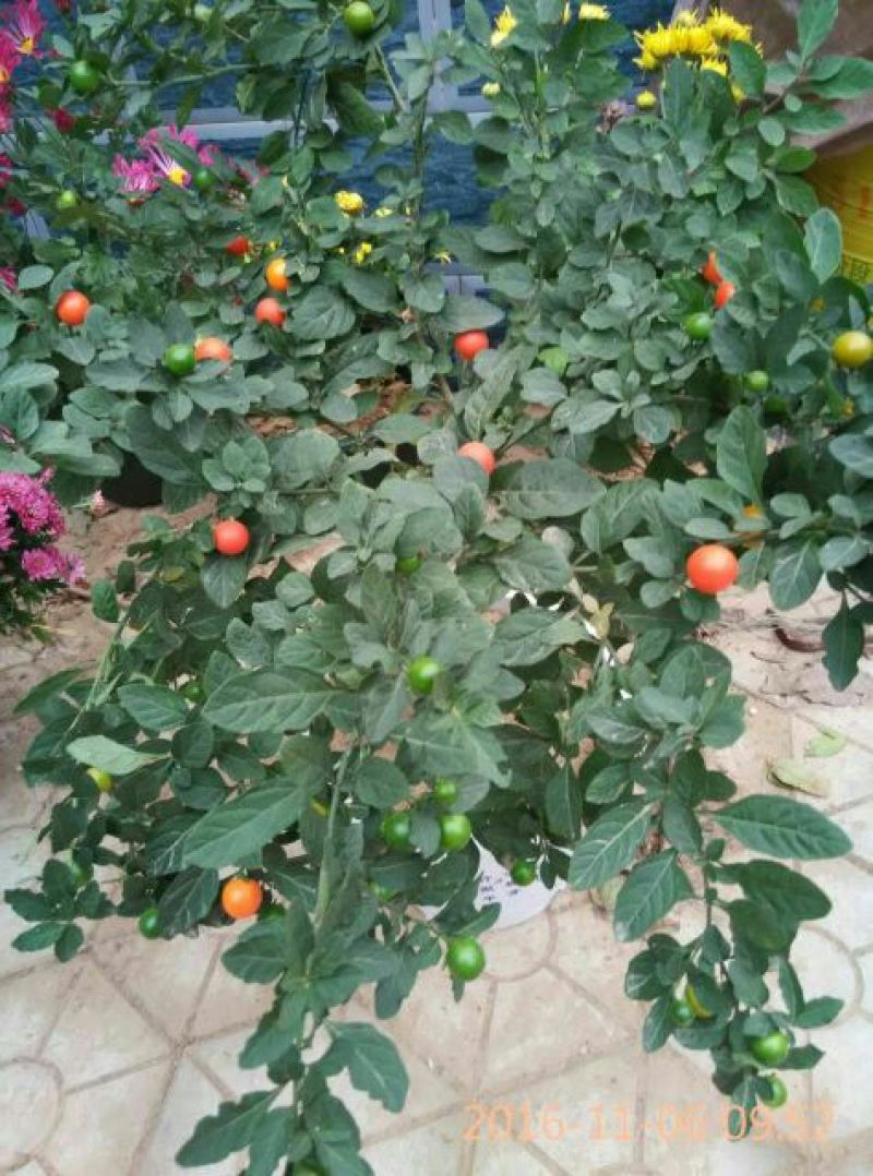 珊瑚珠含盆