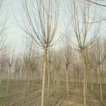 柳树8~10cm8~10cm3.5~4米