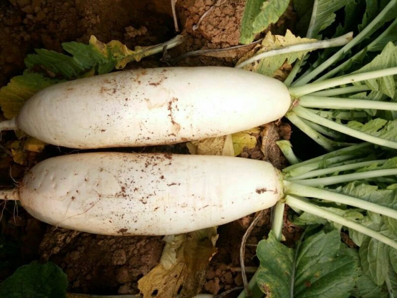 白萝卜2.5~3斤起
