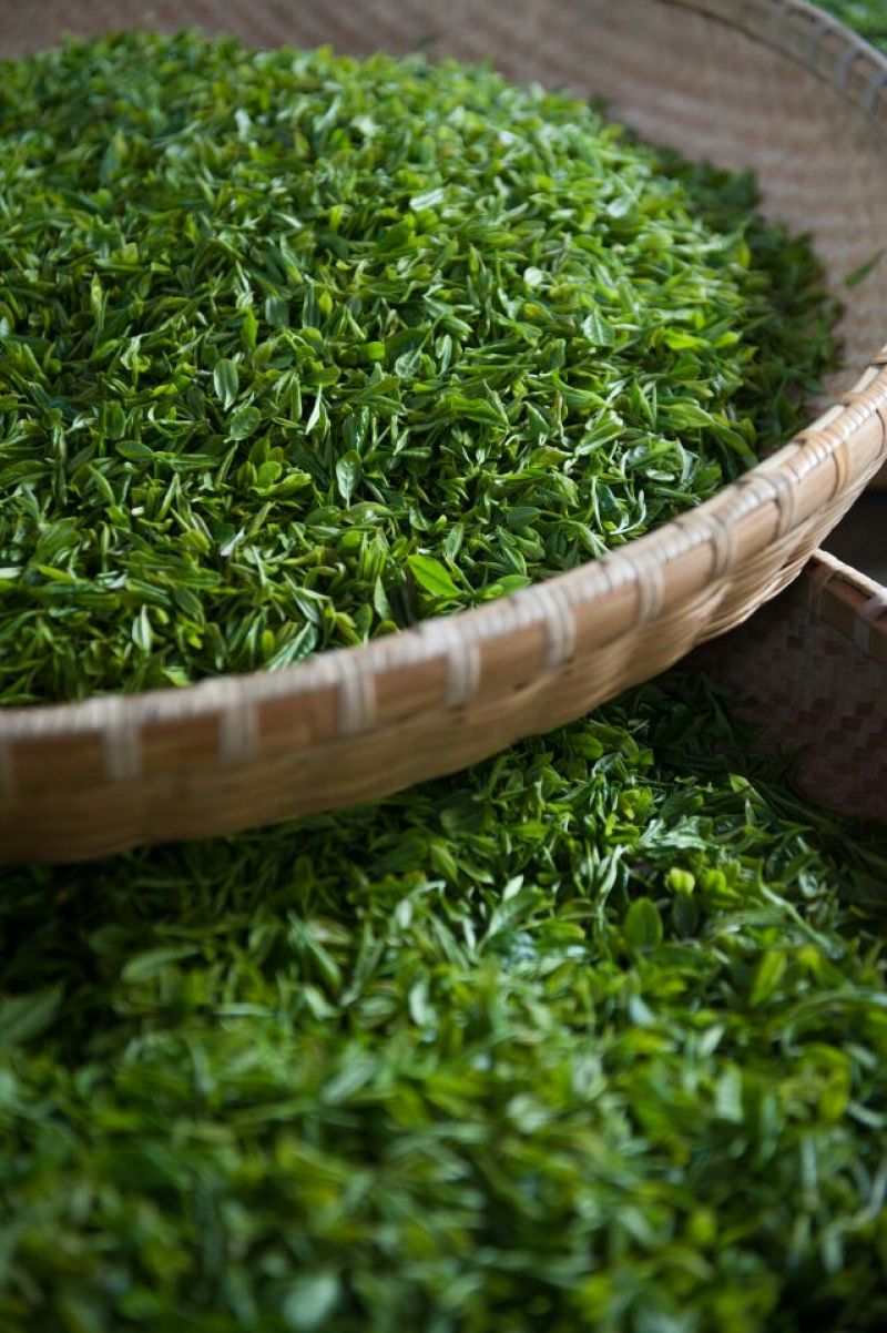 本山茶特级