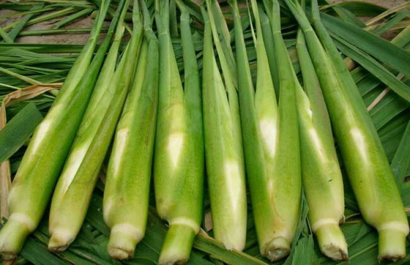 特早熟双季茭白带壳