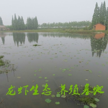 湖南益阳小龙虾食用4~6钱活虾