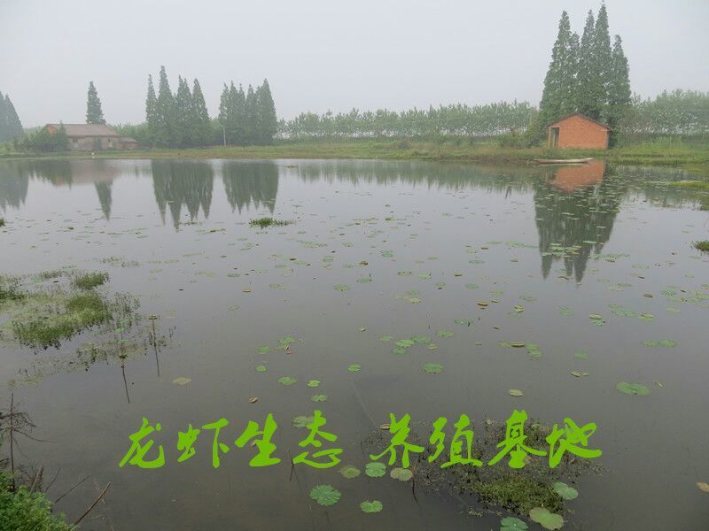 湖南益阳小龙虾食用4~6钱活虾