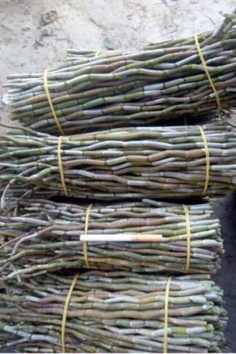 铁皮石斛盆花