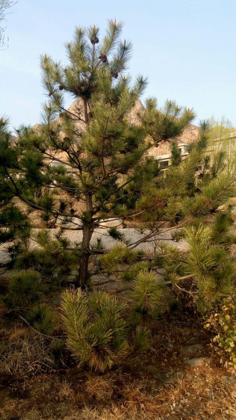 大量供应油松2/6米的精品二级三级需要的联系