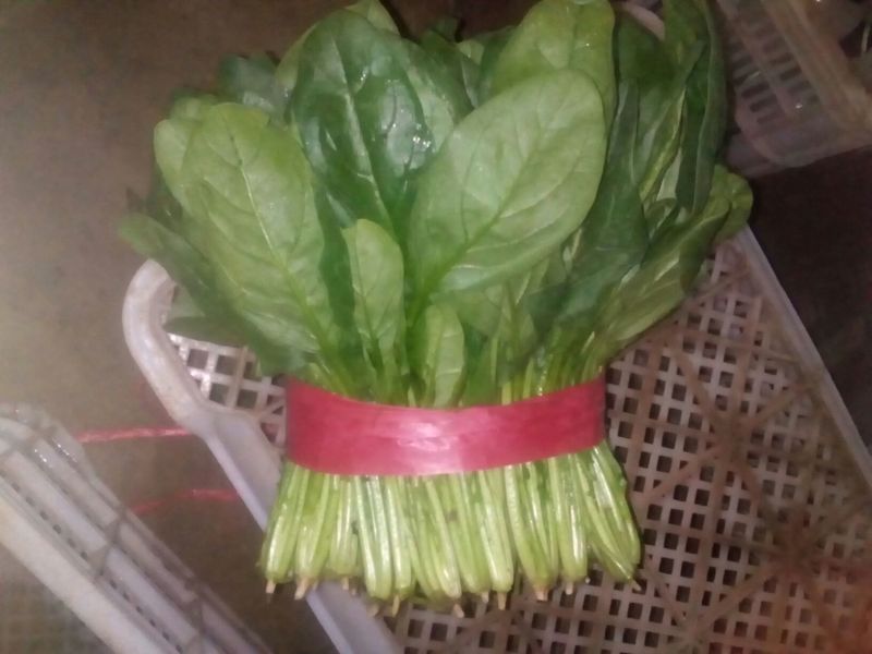大叶菠菜20~25厘米