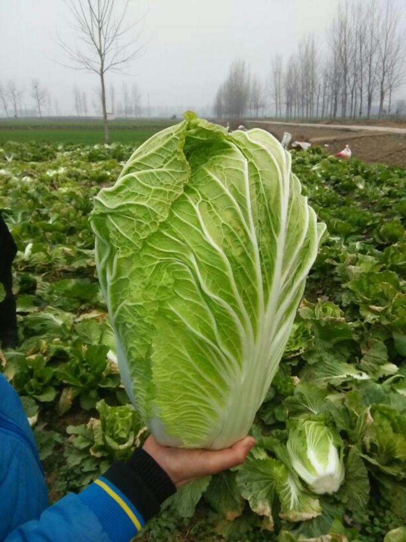新野县黄心大白菜4~6斤产地直发质量保证欢迎来电洽谈