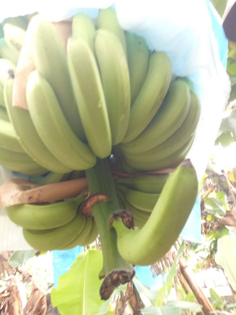 巴西香蕉七成熟
