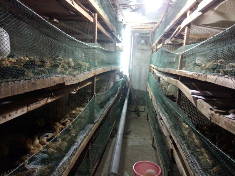 土鸡苗1斤以下