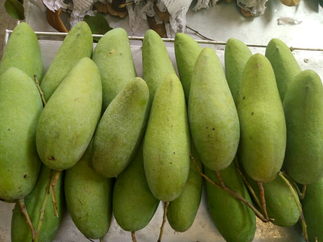 鹰嘴芒果云南红河州河口县