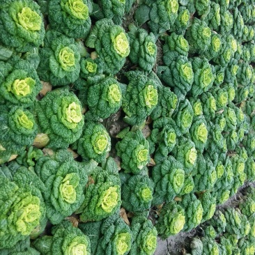 【牛商推荐】黄心菜白菜1~2斤/全国发货/欢迎咨询
