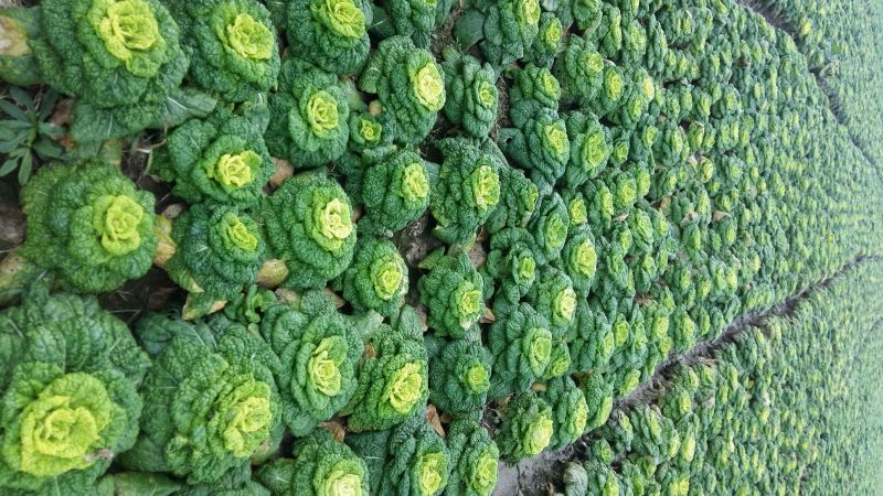 【牛商推荐】黄心菜白菜1~2斤/全国发货/欢迎咨询