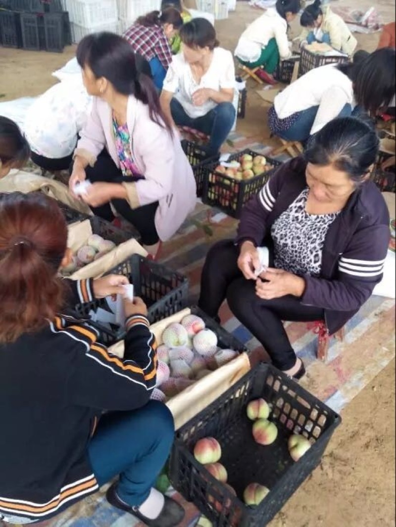 精品露天油桃毛桃产地直供代收代发一手货源保质保量
