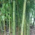 竹子5~6m