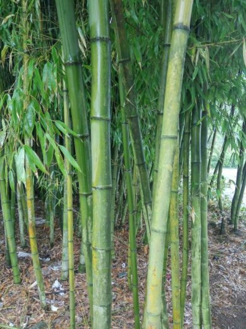 竹子5~6m