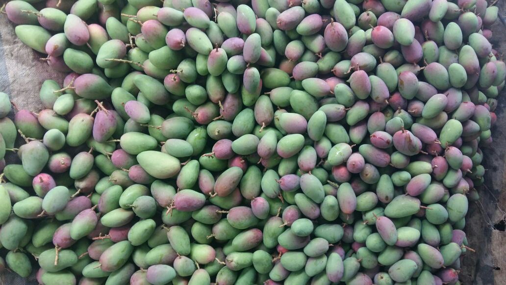 广西百色市田阳县芒果 2两以上批发_董振供应