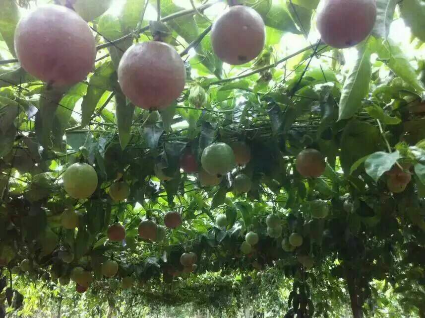 鸡蛋果百香果广西钦州市灵山县_批发_供应-一