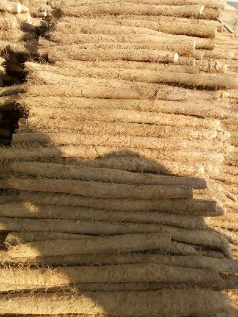 白玉山药3~4厘米50~70厘米一级