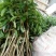 荔枝苗30~50cm