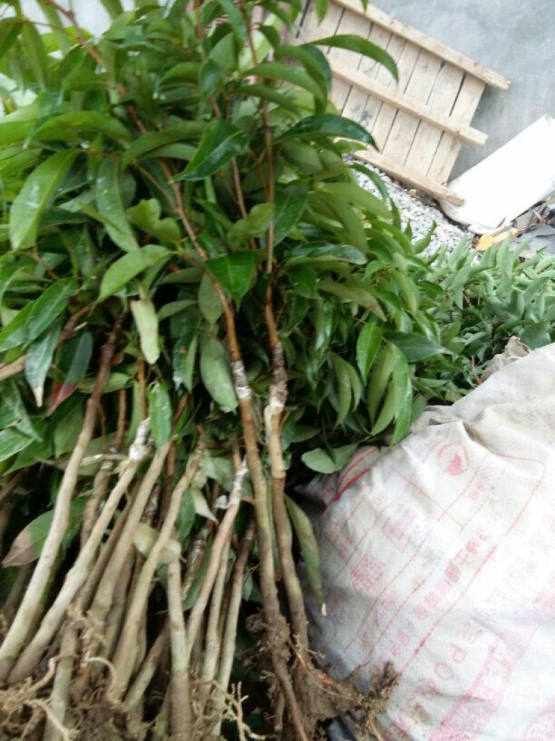 荔枝苗30~50cm