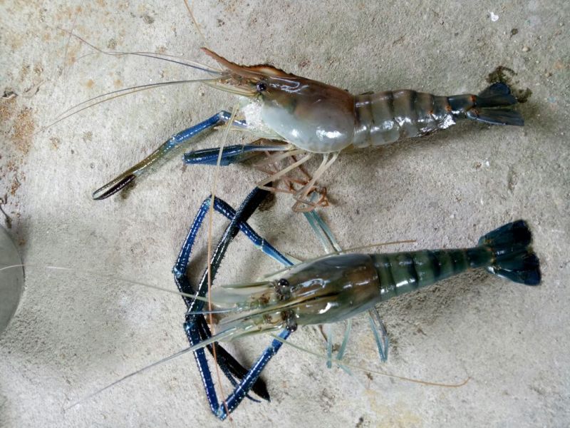 沼虾