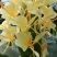 姜花20~30cm