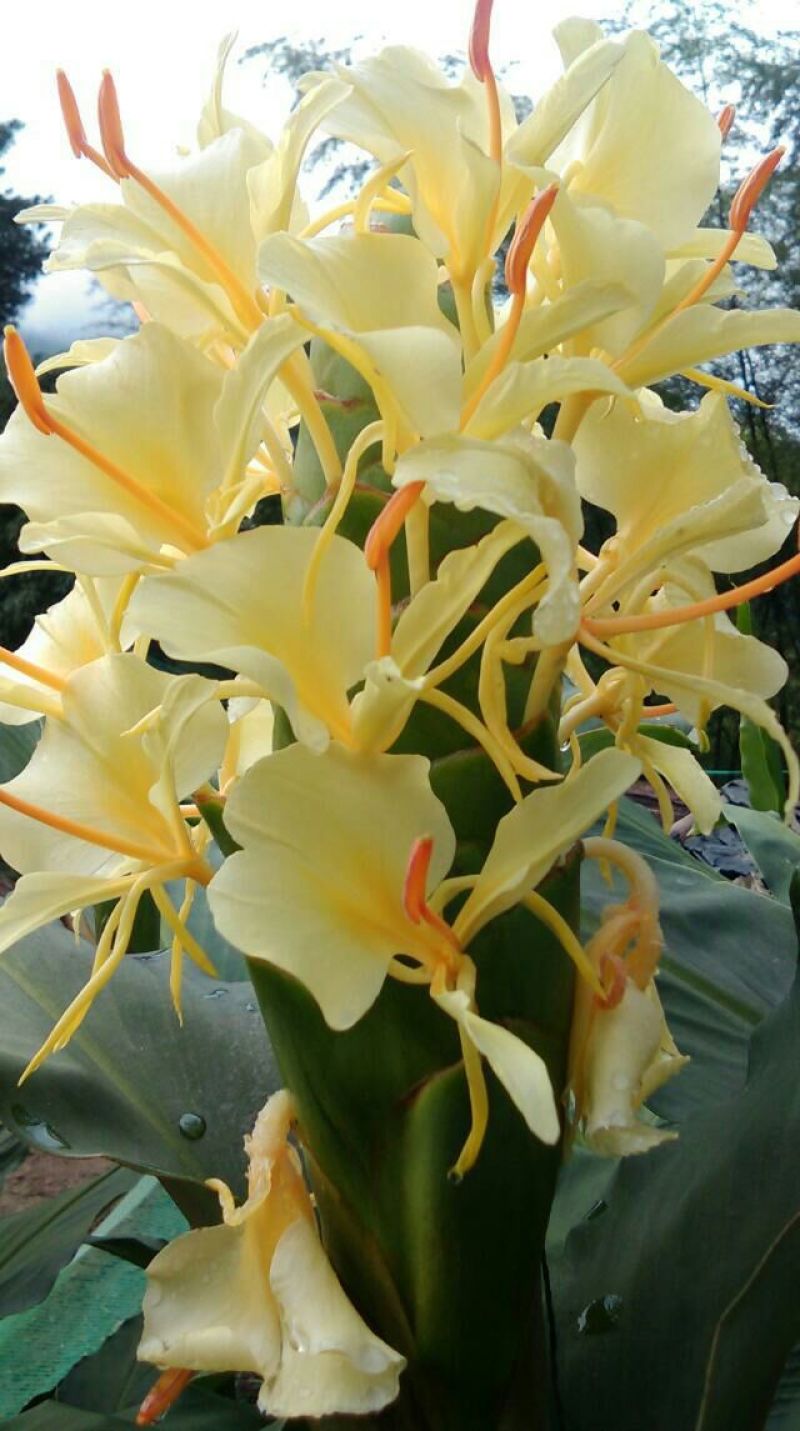 姜花20~30cm