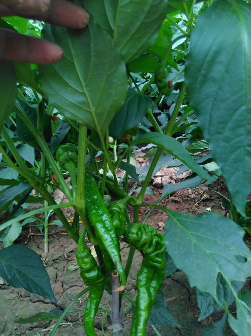 螺丝椒15~20厘米青
