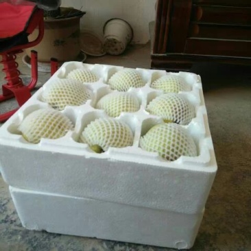 砀山梨150~200g纸袋