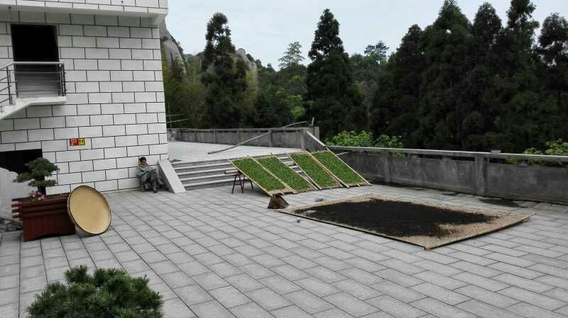 本山茶特级