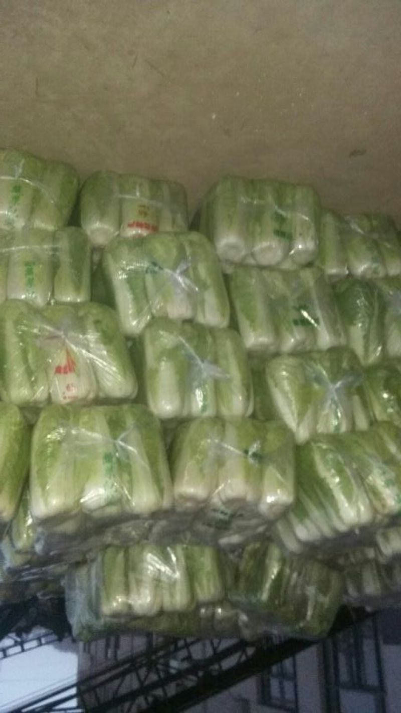 山东白菜，北京新三号白菜，4~6斤净菜大量供应，欢迎致电