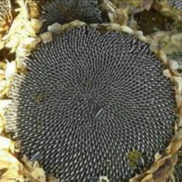葵花子