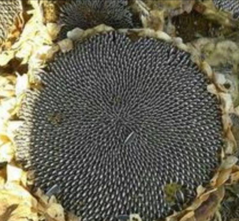 葵花子