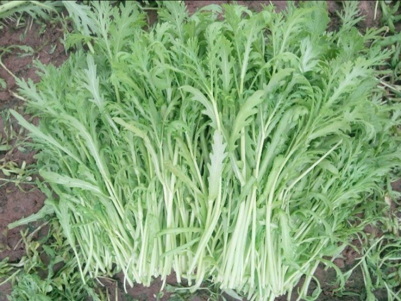 茼蒿