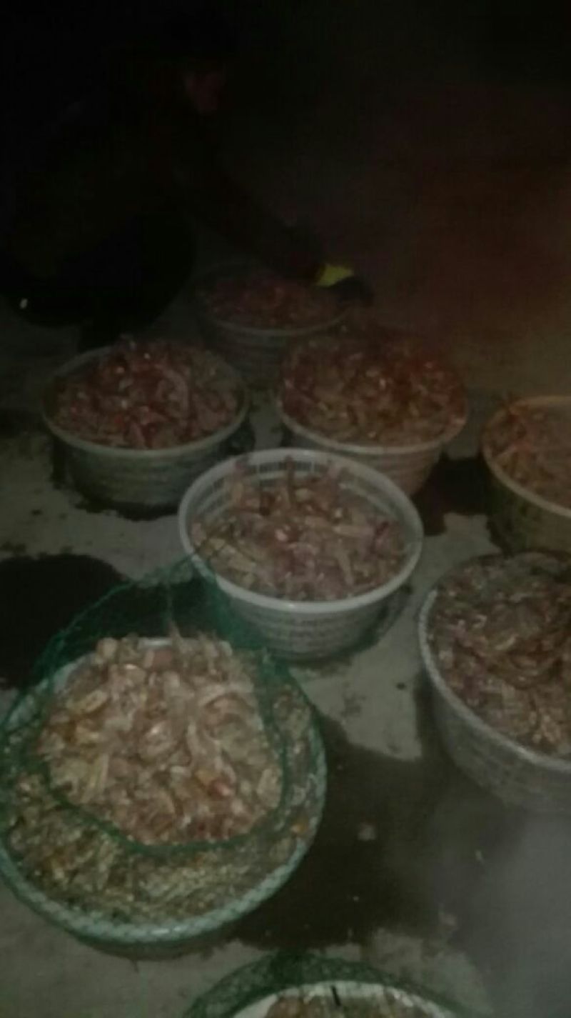 皮皮虾冻虾