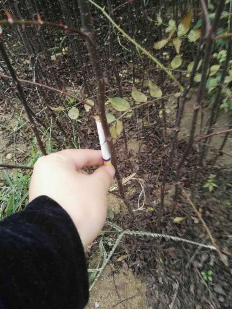 花椒苗1~2年