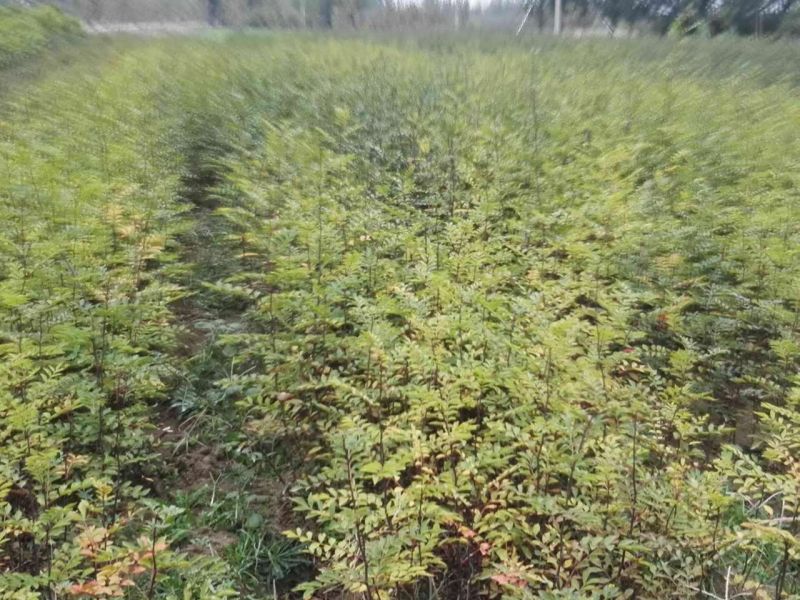 红油香椿苗80cm以上大棚