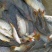 河鲤鱼食用3公斤以上