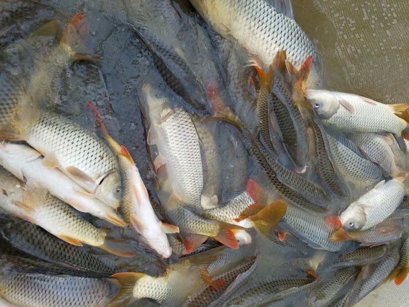 河鲤鱼食用3公斤以上