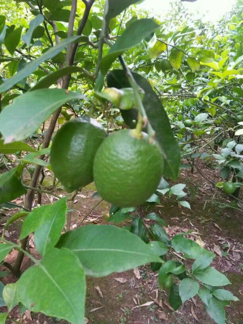 青柠檬1.6~2两