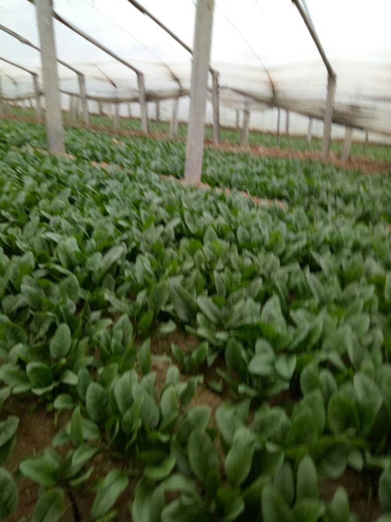 绿神菠菜15~20厘米