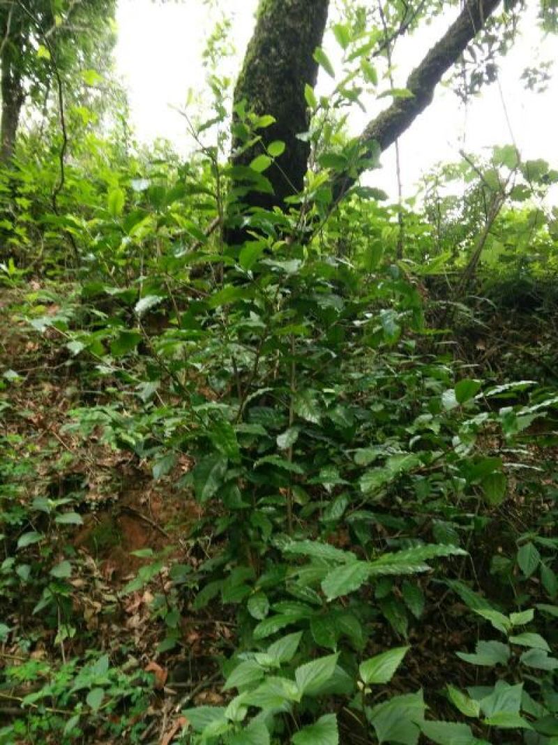古树普洱茶一级